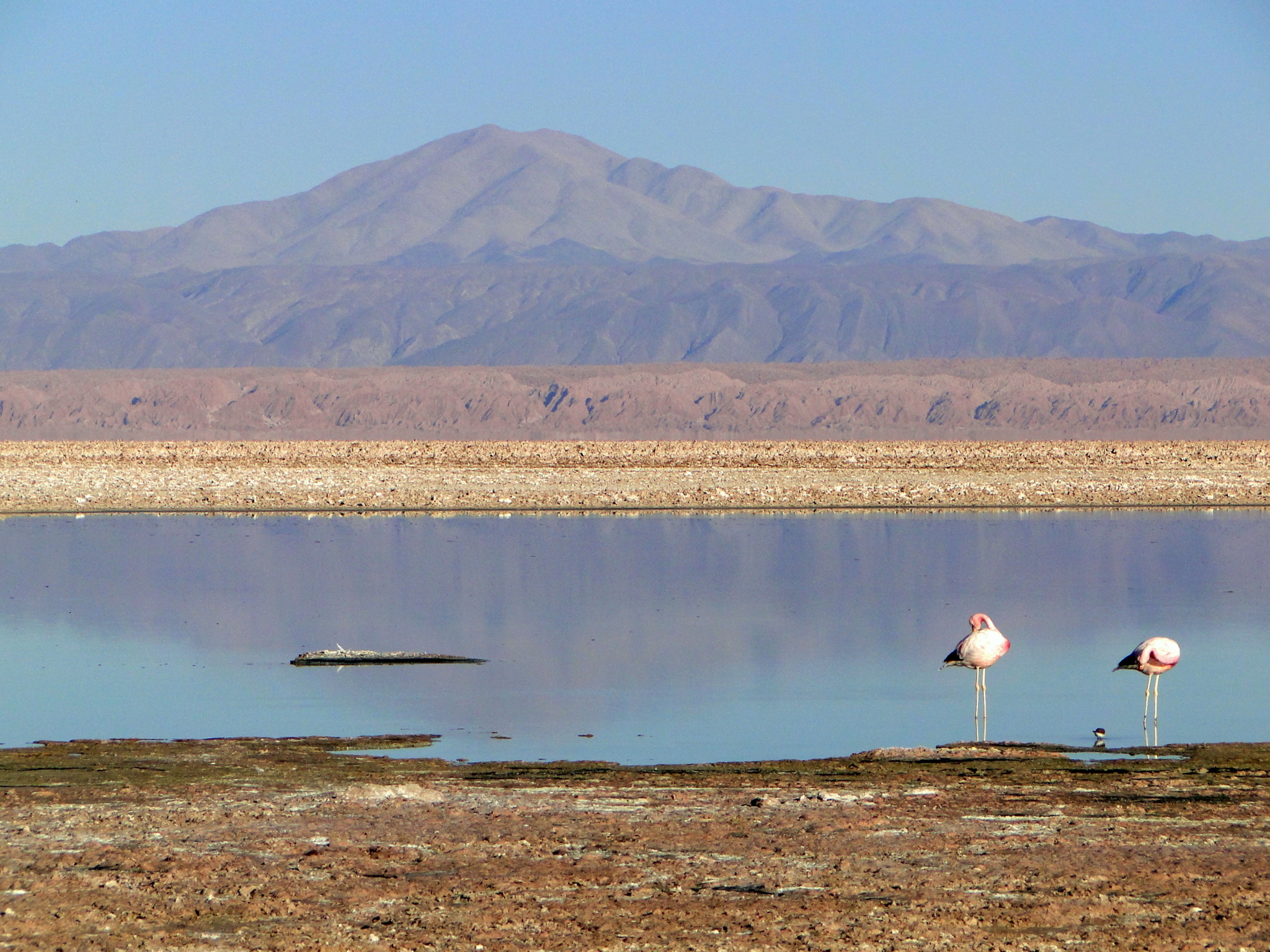 As Lagunas Altiplânicas e o Salar do Atacama