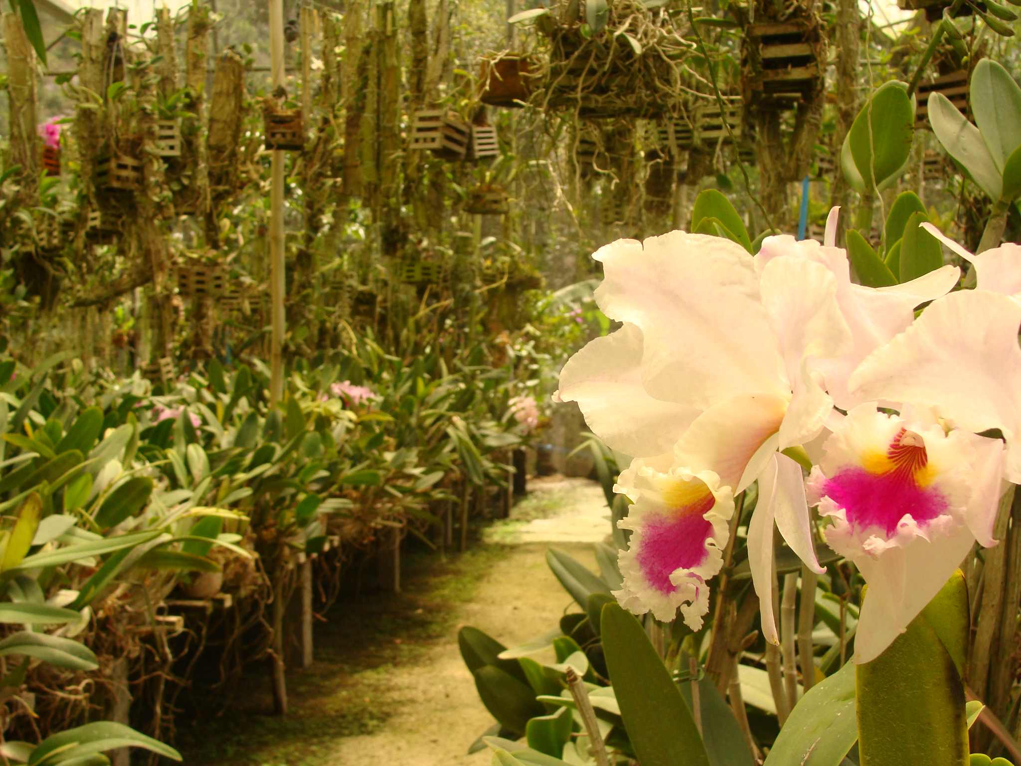 Orquidário Caliman