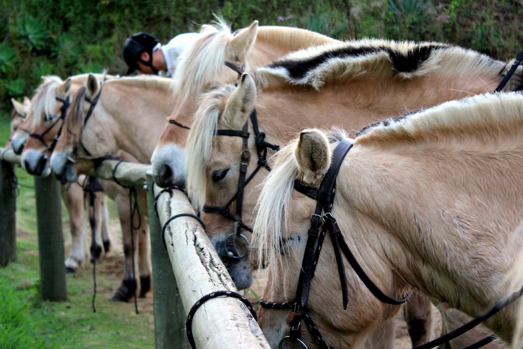 Cavalgada Ecológica Fjordland